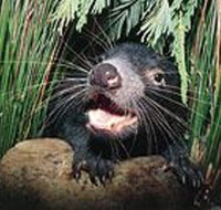 Hobart Shore Excursion Half Day Bonorong Wildlife Park with Richmond Tour - Attractions Perth
