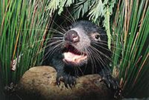 Hobart Shore Excursion: Half Day Bonorong Wildlife Park With Richmond Tour - Attractions Perth 0