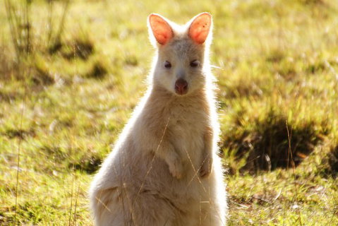 Small-Group Day Trip From Hobart To Bruny Island - Attractions Perth 2