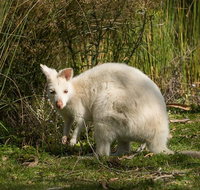Bruny Island premium private photo-oriented day tour from Hobart - Attractions Perth