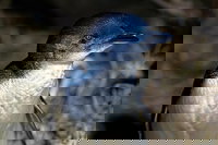 Bonnet Island Experience departing from Strahan