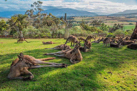 Shore Excursion: Hobart's Best In Half A Day - Attractions Perth 0