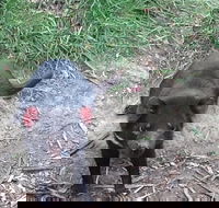 South East Food Sightseeing Private Tour with the Tasmanian Devil Unzoo - Attractions Perth