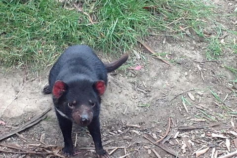 South East Food, Sightseeing Private Tour With The Tasmanian Devil Unzoo - Attractions Perth 0