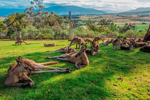 Five Of Hobart's Best In One Day - Attractions Perth 1