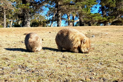 2-Day: Hiking Tour: Maria Island & Mount Field - Attractions Perth 3
