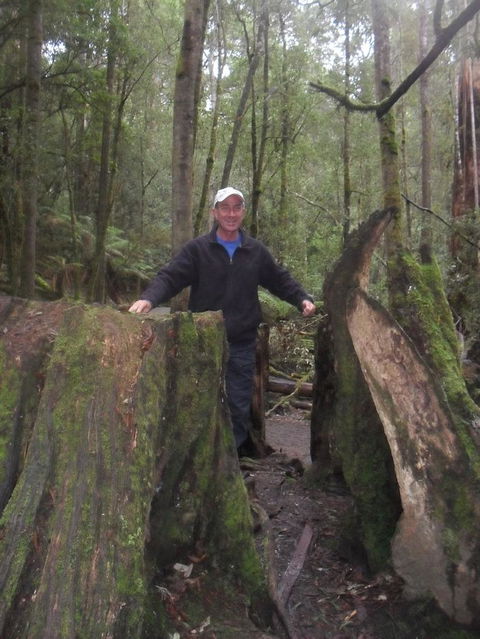Mt Field National Park And Russell Falls From Hobart - Attractions Perth 8