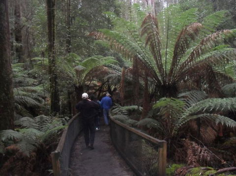 Mt Field National Park And Russell Falls From Hobart - Attractions Perth 5