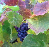 Wine at the weekend Tour from Hobart - Attractions Perth