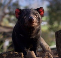 Mt. Field National Park and Bonorong Wildlife Park - Attractions Perth