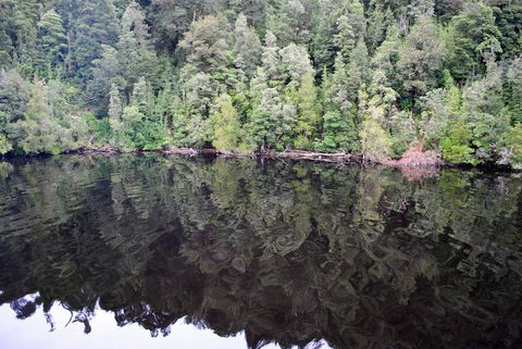 Gordon River Cruise Departing From Strahan - Attractions Perth 24