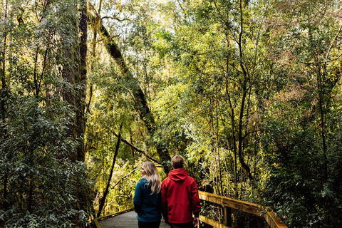 Gordon River Cruise Departing From Strahan - Attractions Perth 31