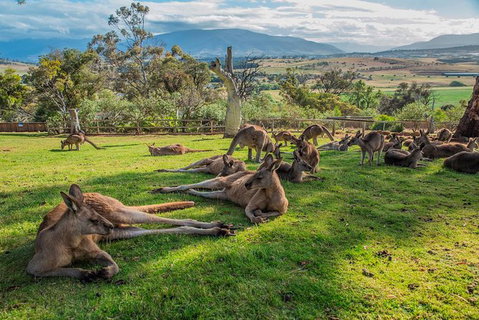 2 Day - Two Of Tasmania's Best Tour - Attractions Perth 1