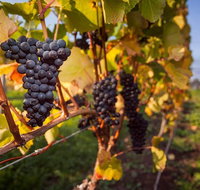 Tastes and Wines - Attractions Perth