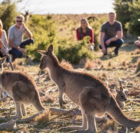 8-Day Tasman Wildlife and Wilderness Encounter Including Accommodation - Attractions Perth
