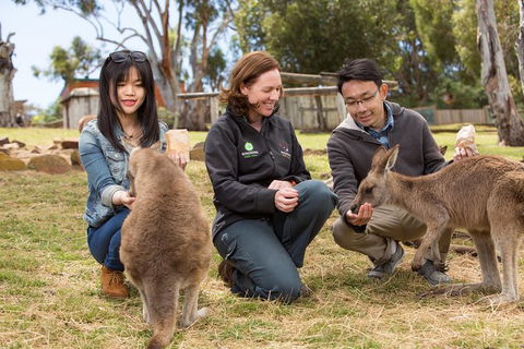 Bonorong Wildlife Park And Richmond Afternoon Tour From Hobart - Attractions Perth 0