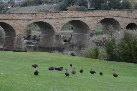 Bonorong Wildlife Park And Richmond Afternoon Tour From Hobart - Attractions Perth 3