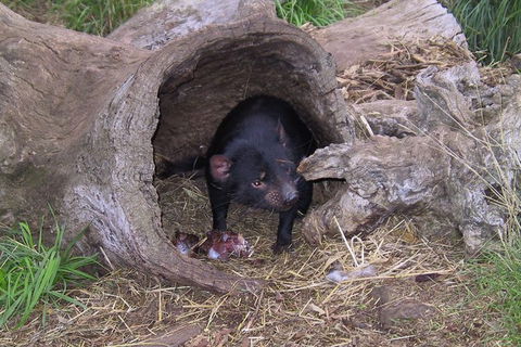 Bonorong Wildlife Park And Richmond Afternoon Tour From Hobart - Attractions Perth 1