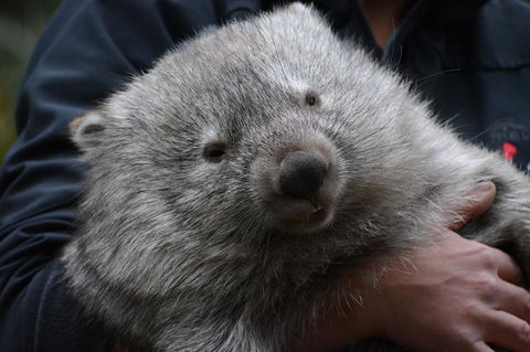 Bonorong Wildlife Park And Richmond Afternoon Tour From Hobart - Attractions Perth 2
