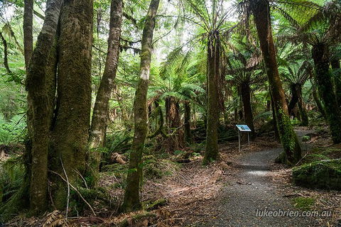 Mt Field And Styx Valley Photography Tour - Attractions Perth 6