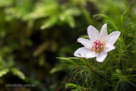 Mt Field And Styx Valley Photography Tour - Attractions Perth 5