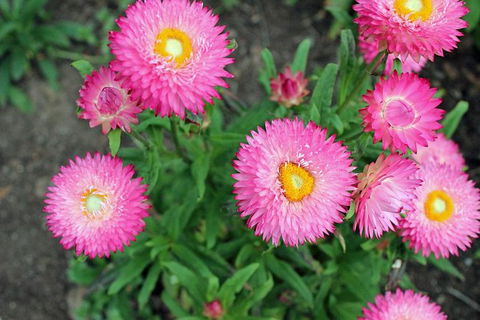 Small-group Tour From Hobart: Native Flora And Fauna, Incl. Royal Bot. Gardens - Attractions Perth 3