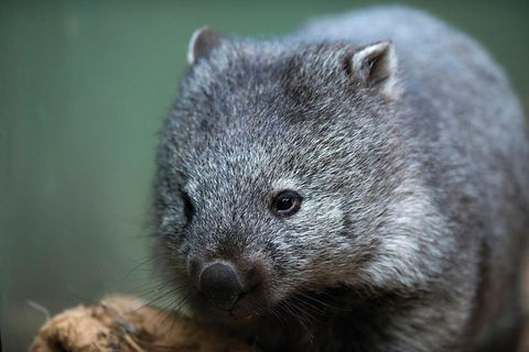 Small-group Tour From Hobart: Native Flora And Fauna, Incl. Royal Bot. Gardens - Attractions Perth 4