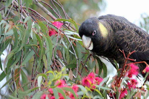 Small-group Tour From Hobart: Native Flora And Fauna, Incl. Royal Bot. Gardens - Attractions Perth 8