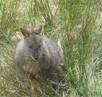 Leven Canyon Day Trip Including Wings Wildlife Park or Gunns Plains Caves from Devonport Ulverstone or Burnie - Attractions Perth