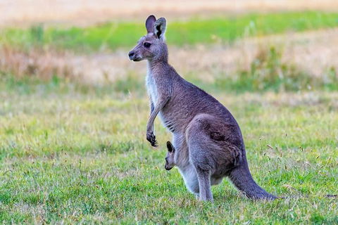 Bonorong Wildlife Park, Richmond Village, Hobart Highlights - Attractions Perth 2