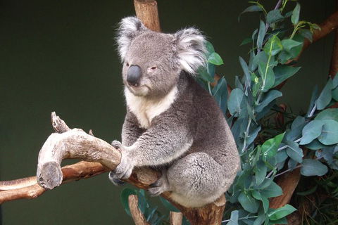 Bonorong Wildlife Park, Richmond Village, Hobart Highlights - Attractions Perth 4