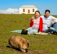 Wineglass Bay And Maria Island Wildlife Scenic Flight From Hobart - Attractions Perth