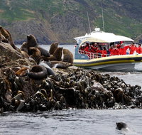 3-Hour Bruny Island Cruise from Adventure Bay - Attractions Perth