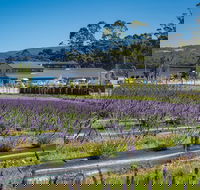 Private Tasman Peninsula Cruise Ship Tour from Port Arthur - Attractions Perth