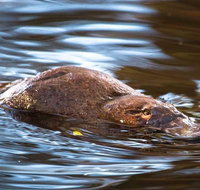 Wild-Platypus 2 hour wildlife tour - Attractions Perth