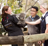 3 of Hobart's best experiences in one day - Mt Wellington Richmond and Bonorong - Attractions Perth