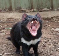 ZOODOO ZOO tour meet the famous Tasmanian Devil cuddle a kangaroo feed a lion - Attractions Perth