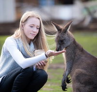 Guided Shore Excursion Hobart City Highlights Bonorong Wildlife  Richmond - Attractions Perth