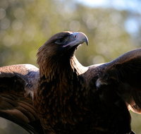 Wildlife day tour 4 Hours 195 per person - Attractions Perth