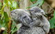 Hobart\'s Best: City, Nature, Wildlife, And Fine Cuisine - thumb 0