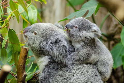 Hobart\'s Best: City, Nature, Wildlife, And Fine Cuisine - Attractions Perth 0