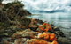 Hobart\'s Best: City, Nature, Wildlife, And Fine Cuisine - thumb 6