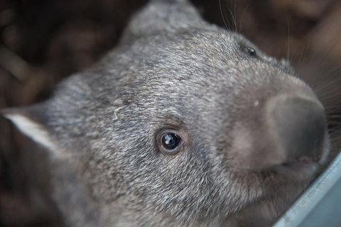 Hobart\'s Best: City, Nature, Wildlife, And Fine Cuisine - Attractions Perth 7