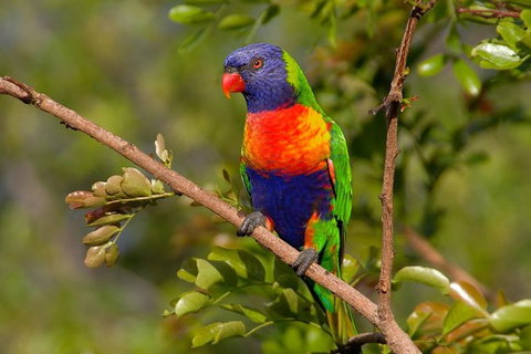 Hobart\'s Best: City, Nature, Wildlife, And Fine Cuisine - Attractions Perth 3