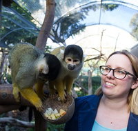 Adelaide Zoo Behind the Scenes Experience Squirrel Monkey Feeding - Attractions Perth