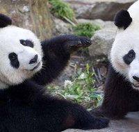 Adelaide Zoo Behind the Scenes Experience Exclusive Giant Panda Experience - Attractions Perth