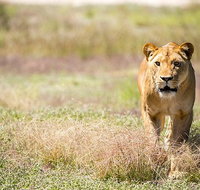 Lions at Bedtime and a day at Monarto Safari Park - Attractions Perth