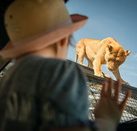 Lions 360 Experience and a Day at Monarto Safari Park - Attractions Perth