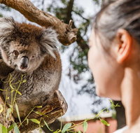 Adelaide Zoo Behind the Scenes Experience Koala Encounter - Attractions Perth