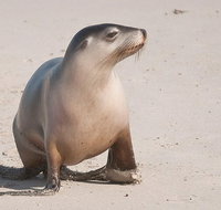 2-Day Kangaroo Island 4WD Small-Group Tour from Adelaide - Attractions Perth